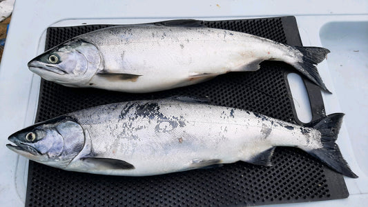 Pink Salmon Everywhere! By Hannah Pennebaker