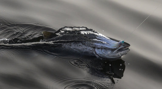 Ocean Coho Tips and Techniques By Jason Brooks