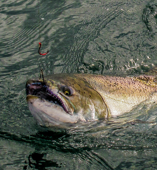 Washington Ocean Salmon Prospects By Jason Brooks